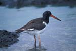 Oystercatcher