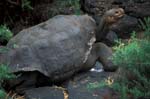 Galapagos Tortoise