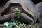 Galapagos Tortoise