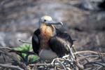 Juvenile Frigate Bird
