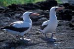 Nazca Boobies