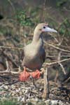 Red-Footed Boobie