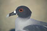 Swallow-Tail Gull