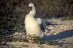 Nazca Boobie Chick