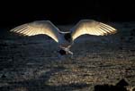 Swallow-Tail Gulls