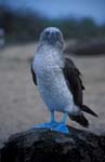 Blue-Footed Boobie