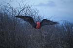 Frigate Bird