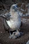 Blue-Footed Boobie