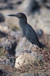 Lava Heron