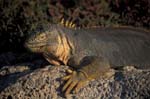 Land Iguana