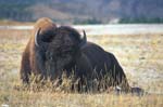 Buffalo near Old Faithful