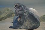 Elephant Seal