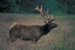 Bull Elk