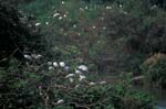 Birds near Mysore