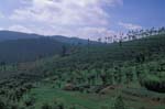 Tea Plantation