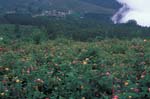 Flowers and Clouds