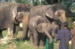 Domestic Elephants
