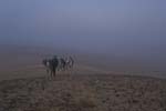 Horses at Sunrise Near Pyramids