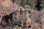 Marmots