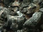 Swallow-Tail Gulls