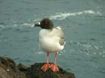 Swallow-Tail Gull