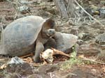 Galapagos Tortoise