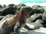 Marine Iguana