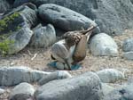 Blue-Footed Boobie