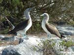 Blue-Footed Boobies