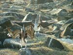 Blue-Footed Boobies