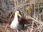Waved Albatross