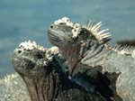 Marine Iguanas