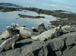 Marine Iguanas