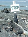 Marine Iguana
