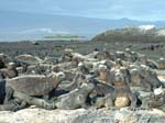 Marine Iguanas