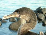 Flightless Cormorant