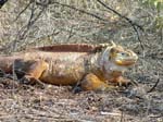 Land Iguana