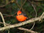 Vermillion Flycatcher