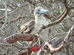 Red-Footed Boobie