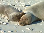 Sea Lions