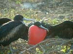 Frigate Birds
